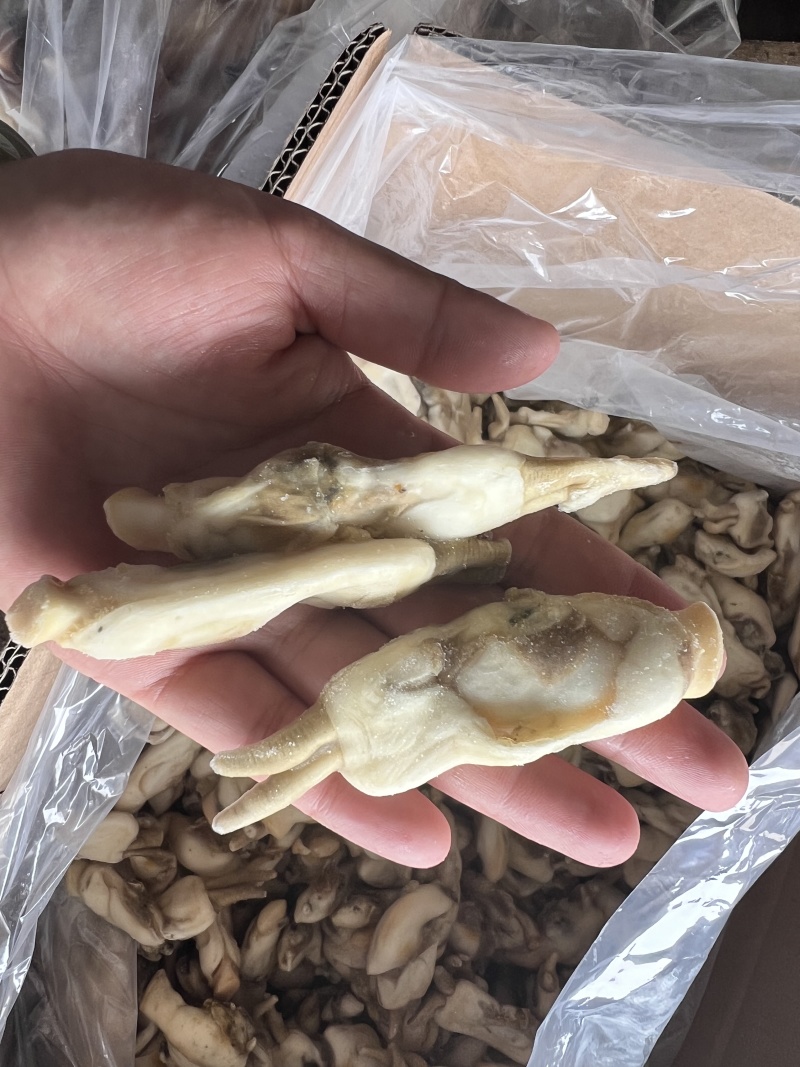 蛏王肉，蛏子肉，电商蛏王肉，干冰蛏子肉，无沙蛏王肉