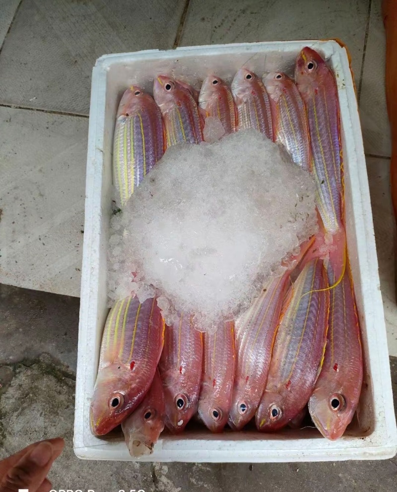 北海金丝鱼大量批发