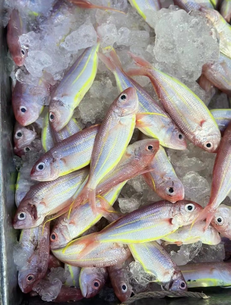 北海金丝鱼大量批发