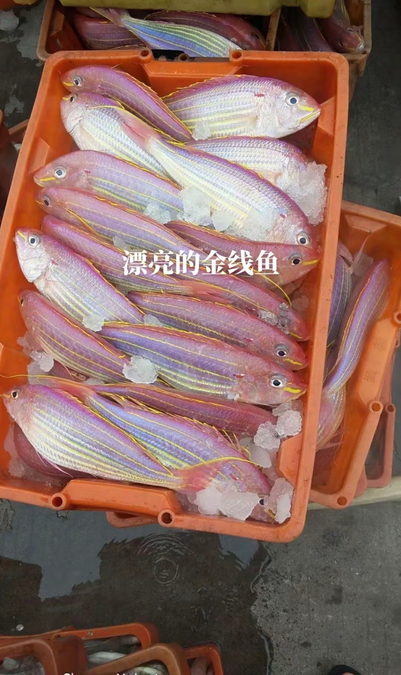 北海金丝鱼大量批发