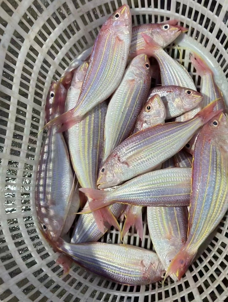 北海金丝鱼大量批发