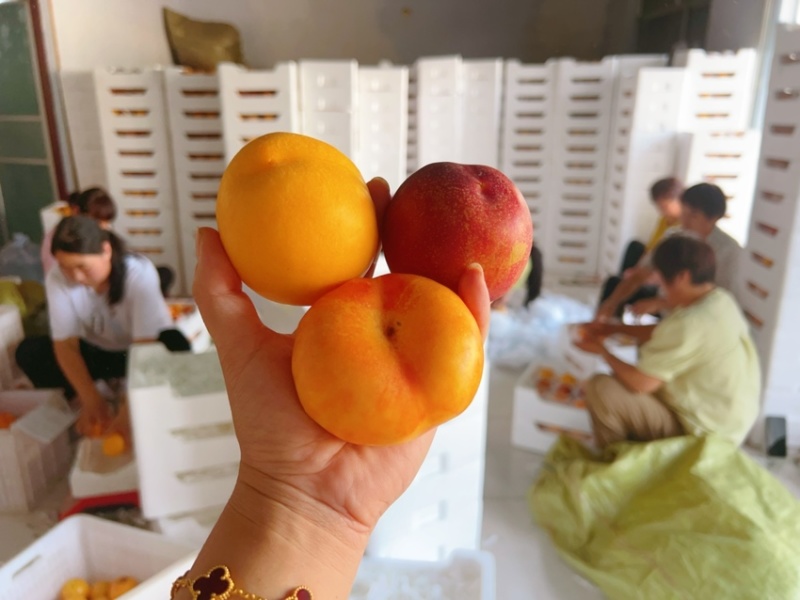 山东蒙阴蜜桃