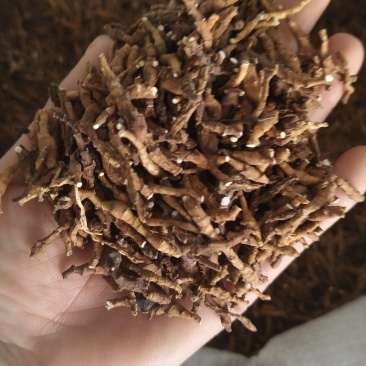 【九节菖蒲】节菖蒲实拍现货优质无硫正品选装只卖正品