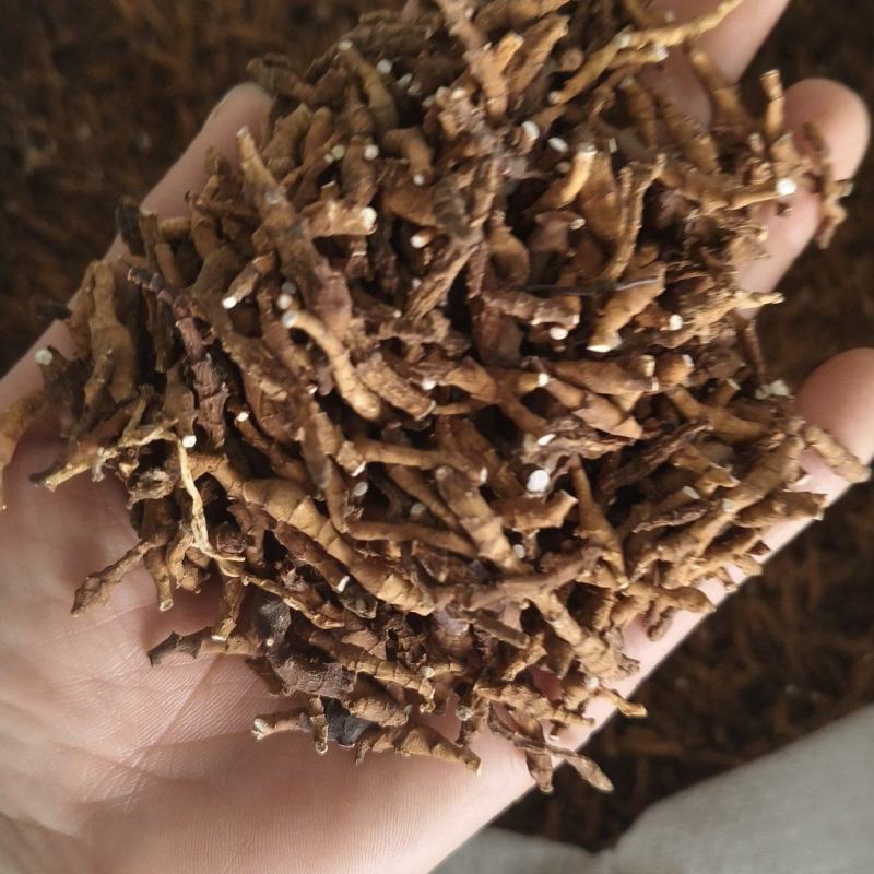 【九节菖蒲】节菖蒲实拍现货优质无硫正品选装只卖正品