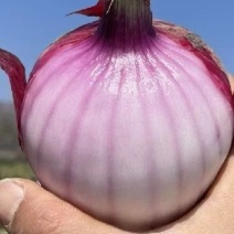 （精品洋葱）紫皮洋葱/红皮洋葱/黄葱通货/全年有货供应