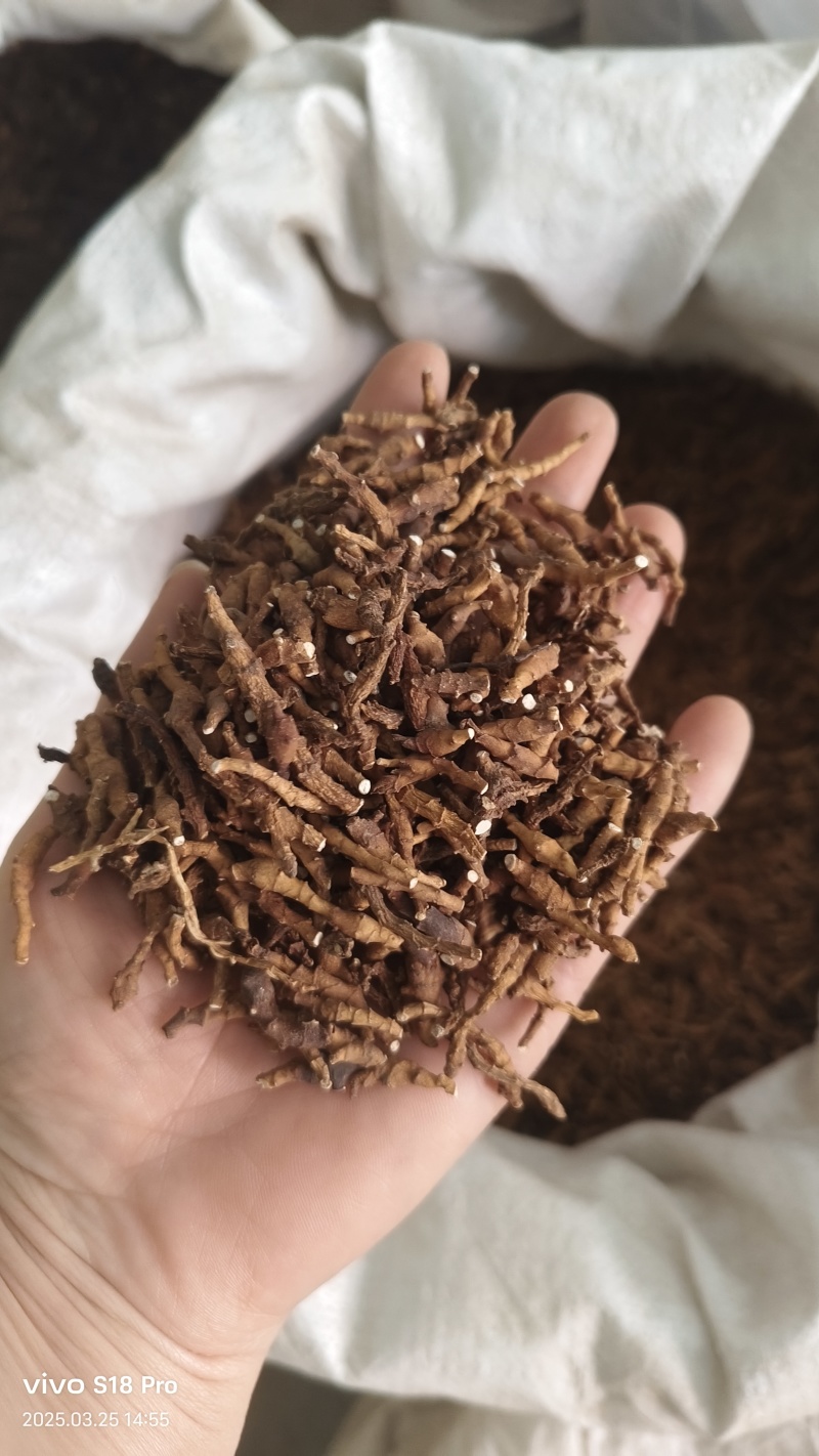 【九节菖蒲】节菖蒲实拍现货优质无硫正品选装只卖正品