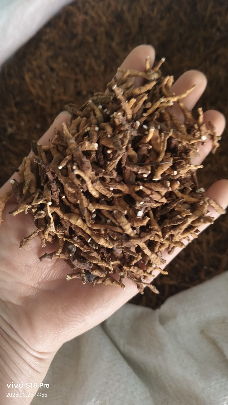 【九节菖蒲】节菖蒲实拍现货优质无硫正品选装只卖正品