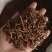 【九节菖蒲】节菖蒲实拍现货优质无硫正品选装只卖正品