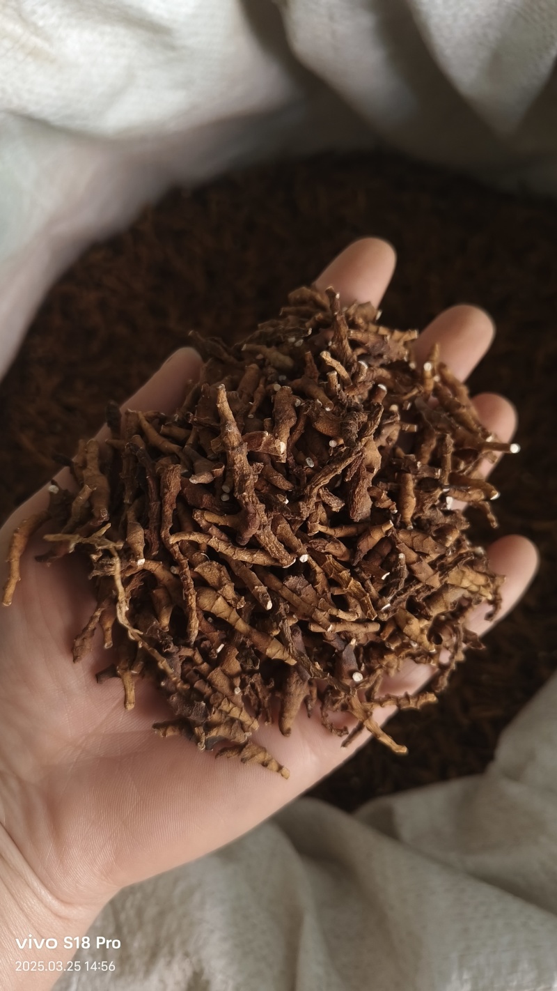 【九节菖蒲】节菖蒲实拍现货优质无硫正品选装只卖正品