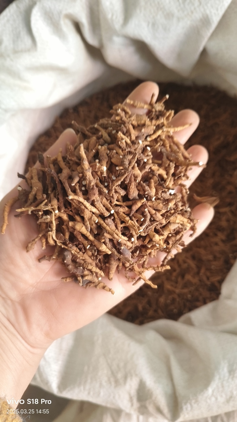 【九节菖蒲】节菖蒲实拍现货优质无硫正品选装只卖正品