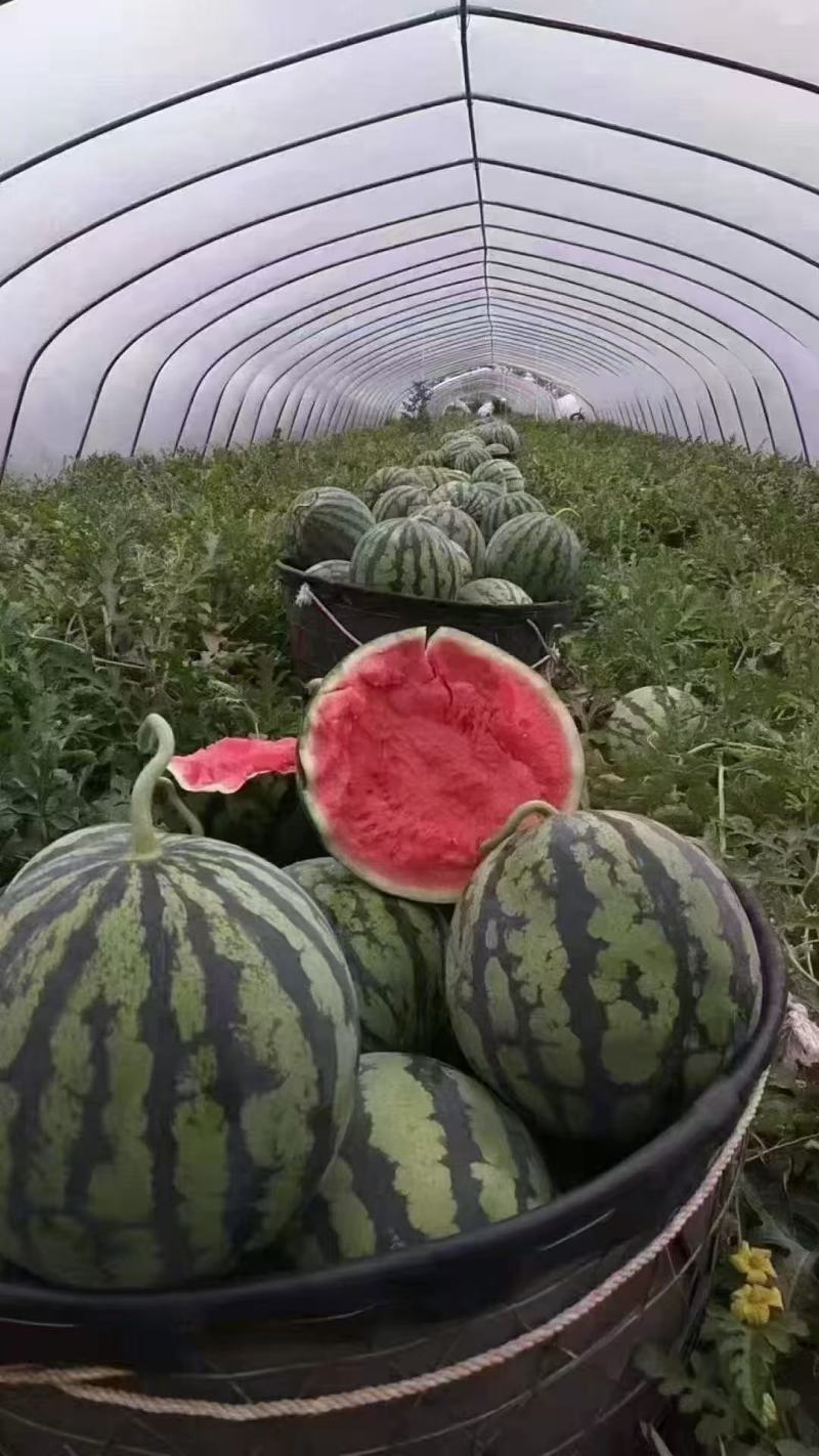 美都西瓜/宁夏西瓜/麒麟西瓜/糖度13/供应电商市场