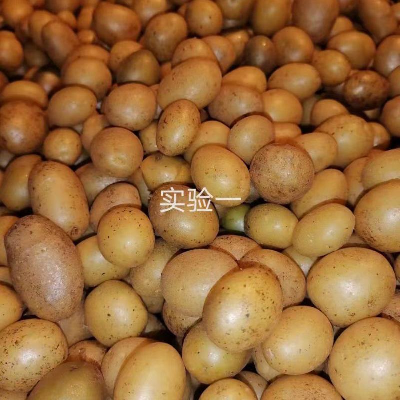 【推荐】河北土豆种子/常年供应/品种齐全/欢迎咨询