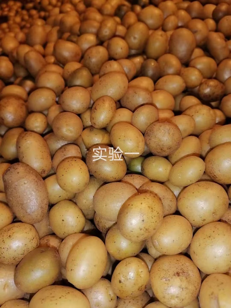 【推荐】河北土豆种子/常年供应/品种齐全/欢迎咨询