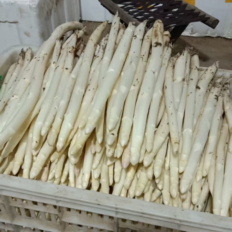【热卖推荐】白芦笋芦笋产地直销量大质优价优现挖先发