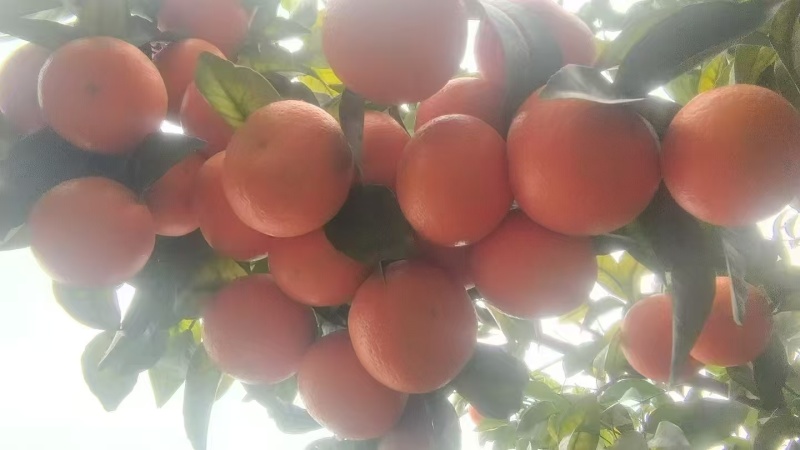 【推荐】广西精品沃柑大量供应代发全国诚信合作欢迎来电