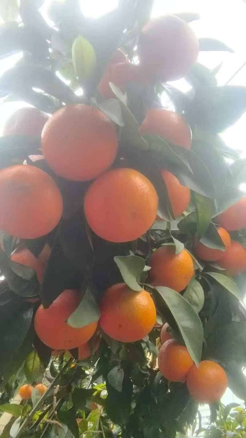 【推荐】广西精品沃柑大量供应代发全国诚信合作欢迎来电