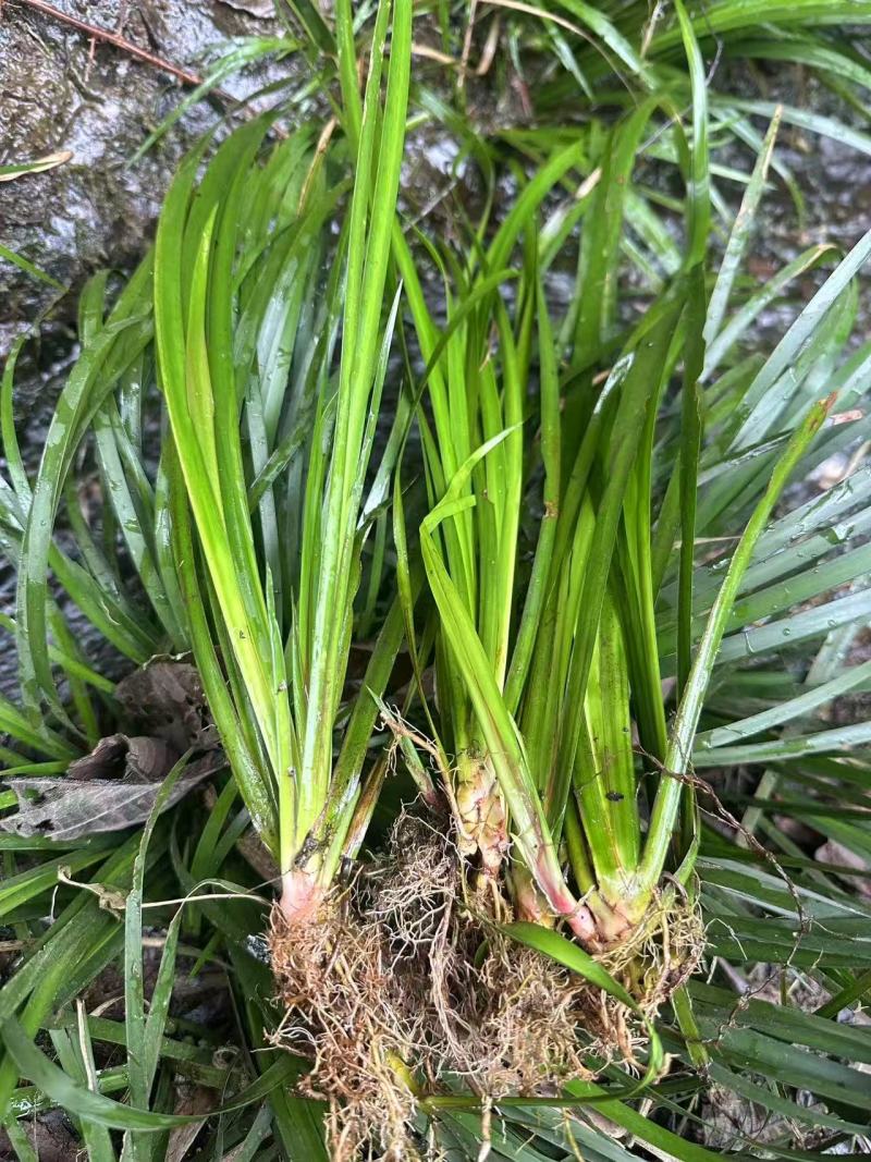 石菖蒲