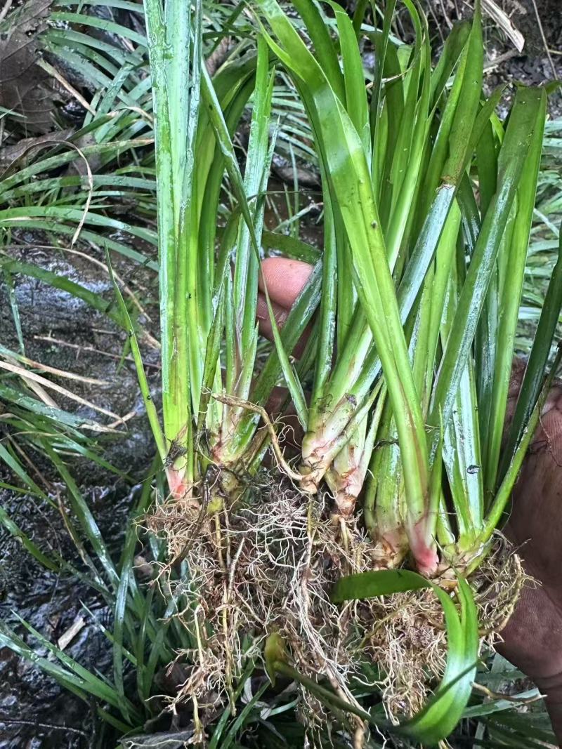 石菖蒲