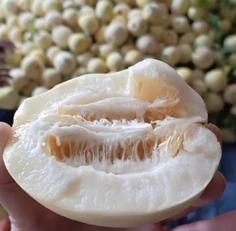 砀山小白瓜白沙蜜瓜货源充足保证质量，全国发货