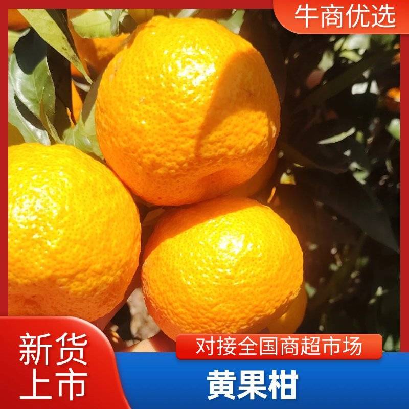 精品黄果柑，大量上市，口感微酸带甜多汁，耐运输。