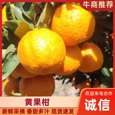 精品黄果柑产地直供对接超市电商批发市场，全国发货