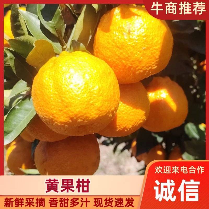 精品黄果柑产地直供对接超市电商批发市场，全国发货