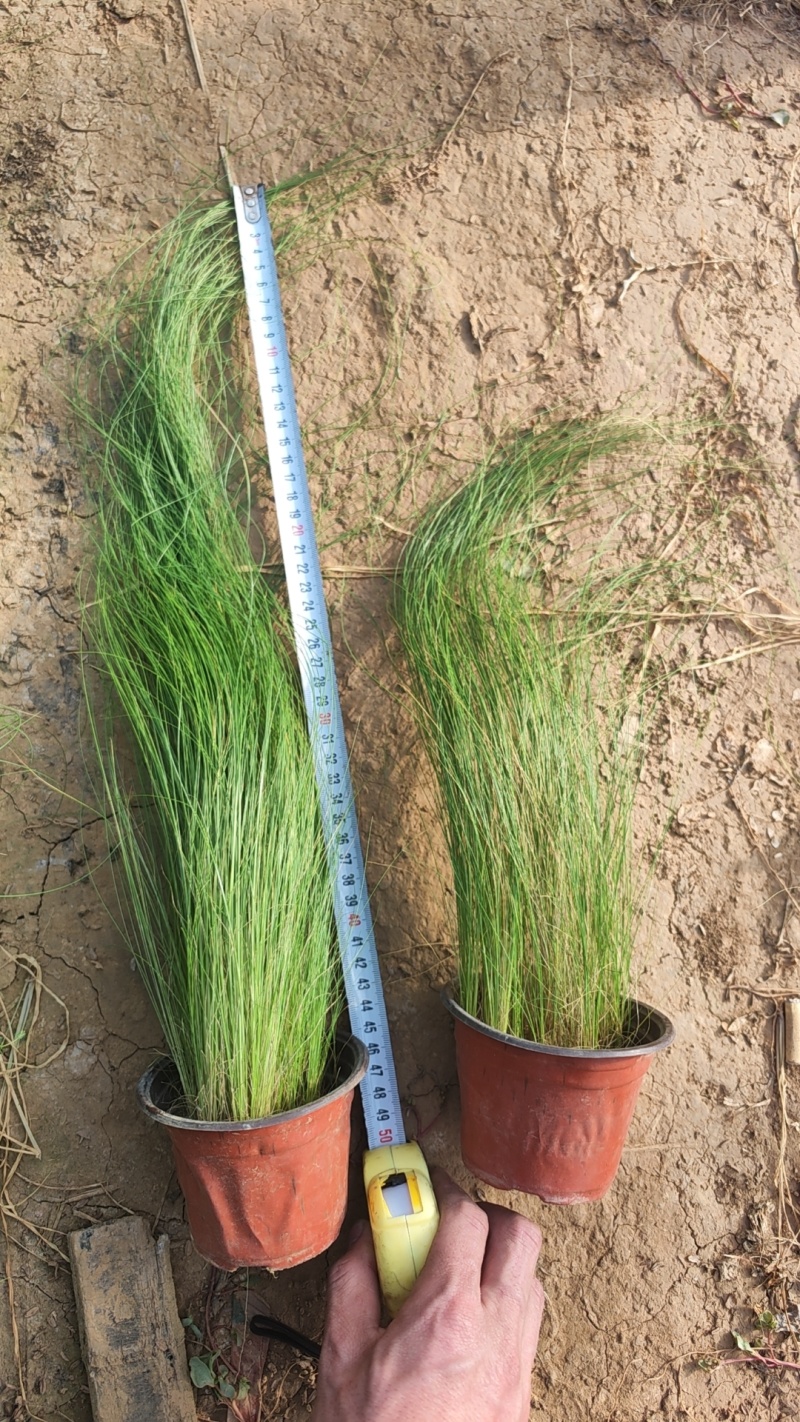 细颈针茅