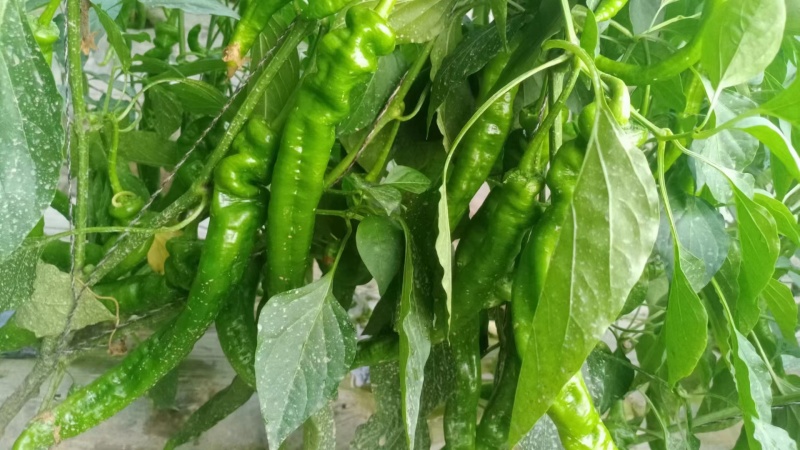 宁夏螺丝椒代收代发对接全国各大商超质量高优