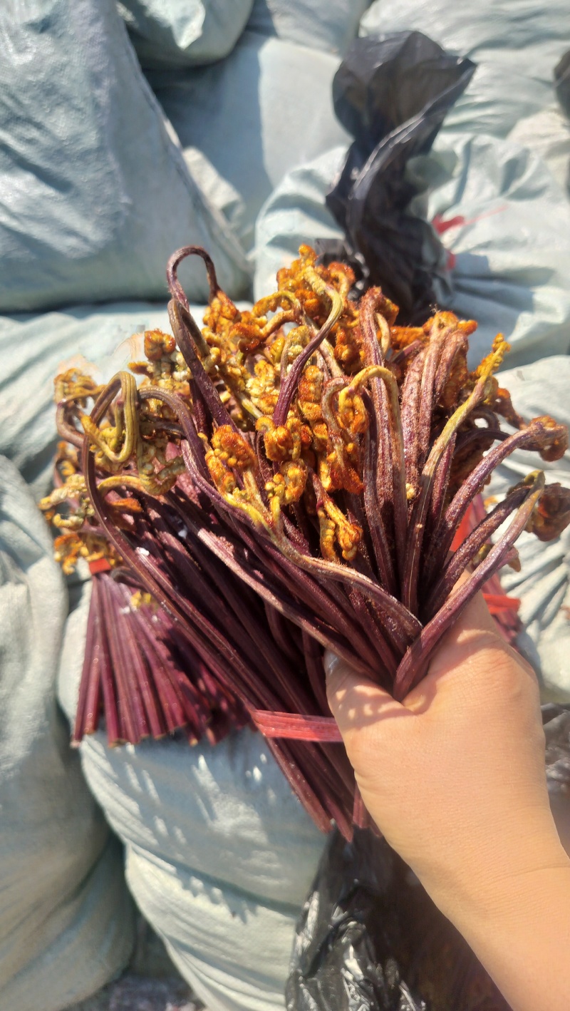 贵州蕨菜甜蕨苦蕨青蕨都有货