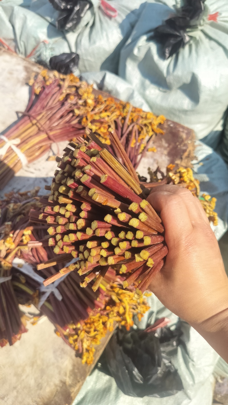 贵州蕨菜甜蕨苦蕨青蕨都有货