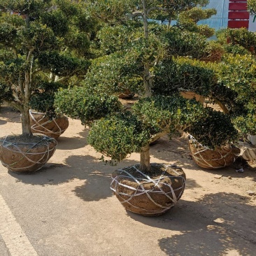 小叶造型黄杨树庭院别墅造型黄杨树绿化黄杨盆景树黄杨造型树