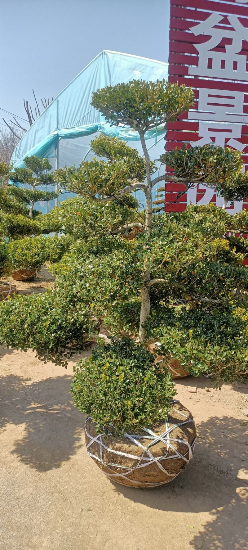 小叶造型黄杨树庭院别墅造型黄杨树绿化黄杨盆景树黄杨造型树