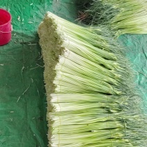 好货推荐精品白帽蒜薹对接电商市场商超一手货源