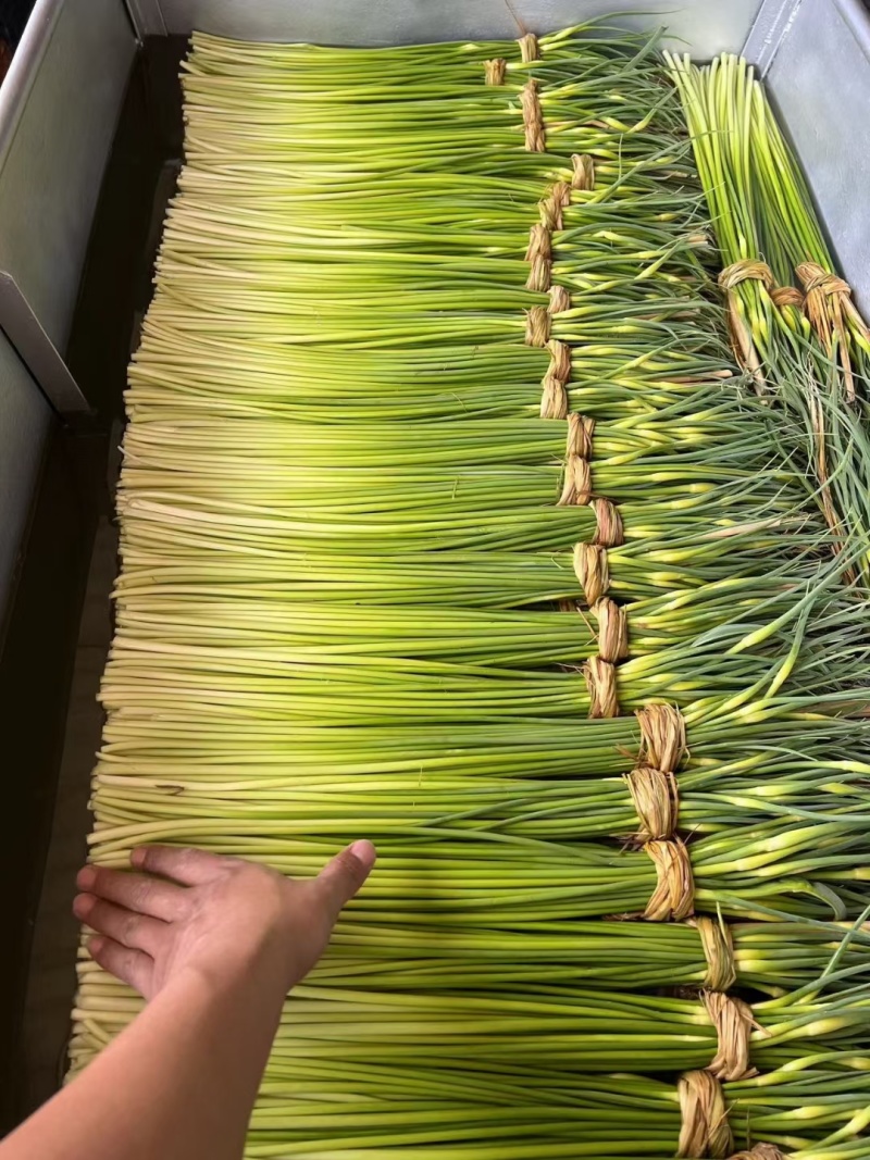 好货推荐精品白帽蒜薹对接电商市场商超一手货源
