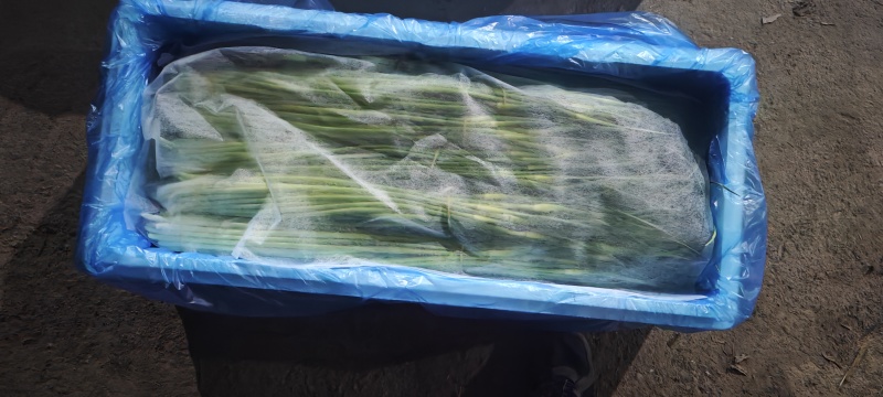 好货推荐精品白帽蒜薹对接电商市场商超一手货源