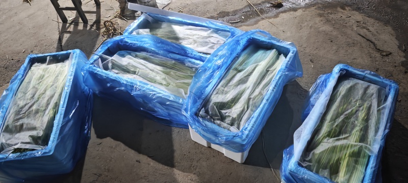 好货推荐精品白帽蒜薹对接电商市场商超一手货源