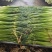 好货推荐精品白帽蒜薹对接电商市场商超一手货源
