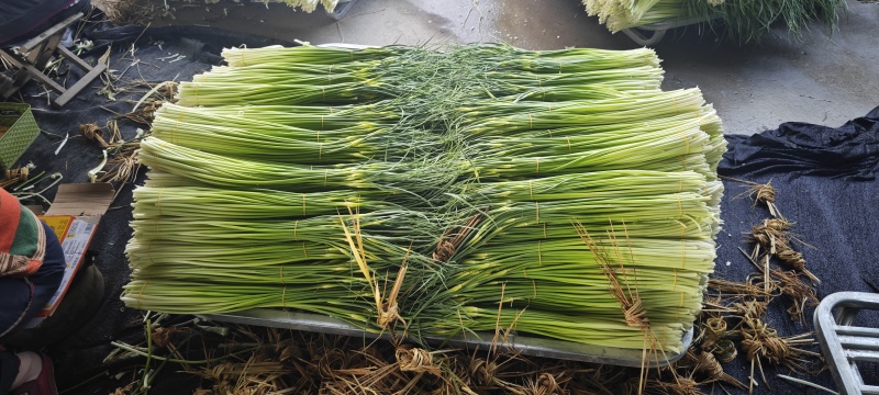 好货推荐精品白帽蒜薹对接电商市场商超一手货源