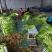 好货推荐精品白帽蒜薹对接电商市场商超一手货源
