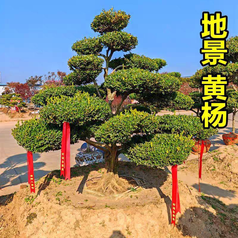 地景黄杨老桩瓜子黄杨造型树南北地区别墅庭院花园造景四季常