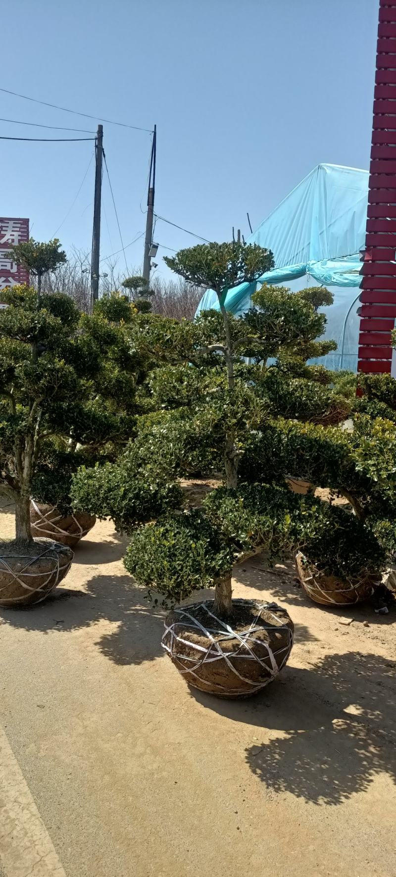 地景黄杨老桩瓜子黄杨造型树南北地区别墅庭院花园造景四季常