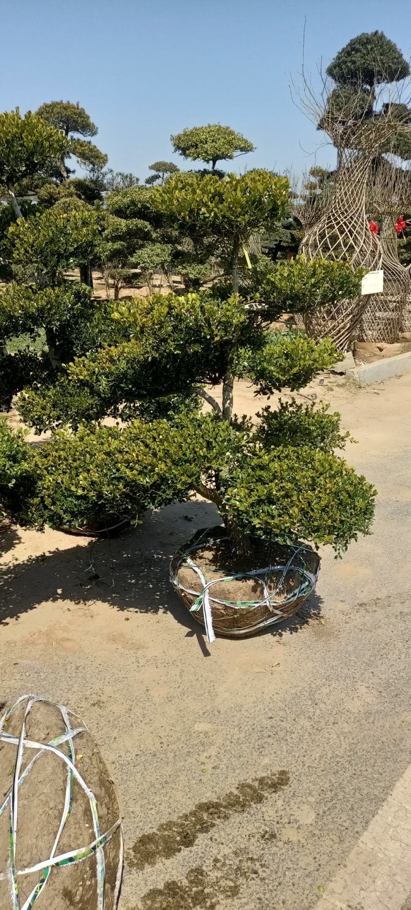 地景黄杨老桩瓜子黄杨造型树南北地区别墅庭院花园造景四季常