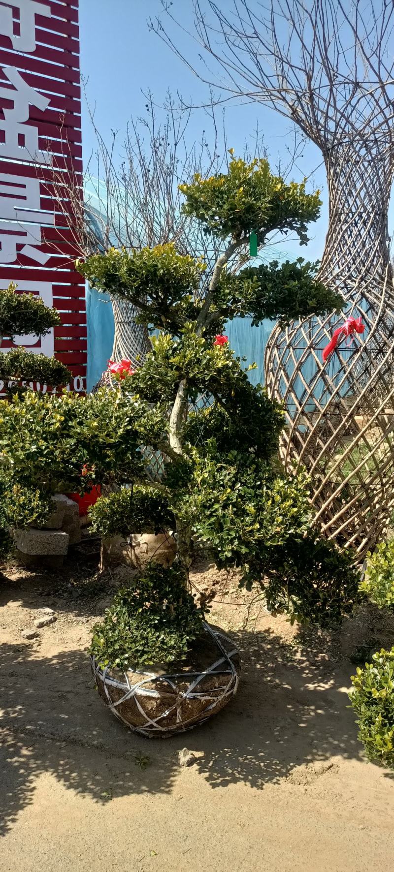 地景黄杨老桩瓜子黄杨造型树南北地区别墅庭院花园造景四季常