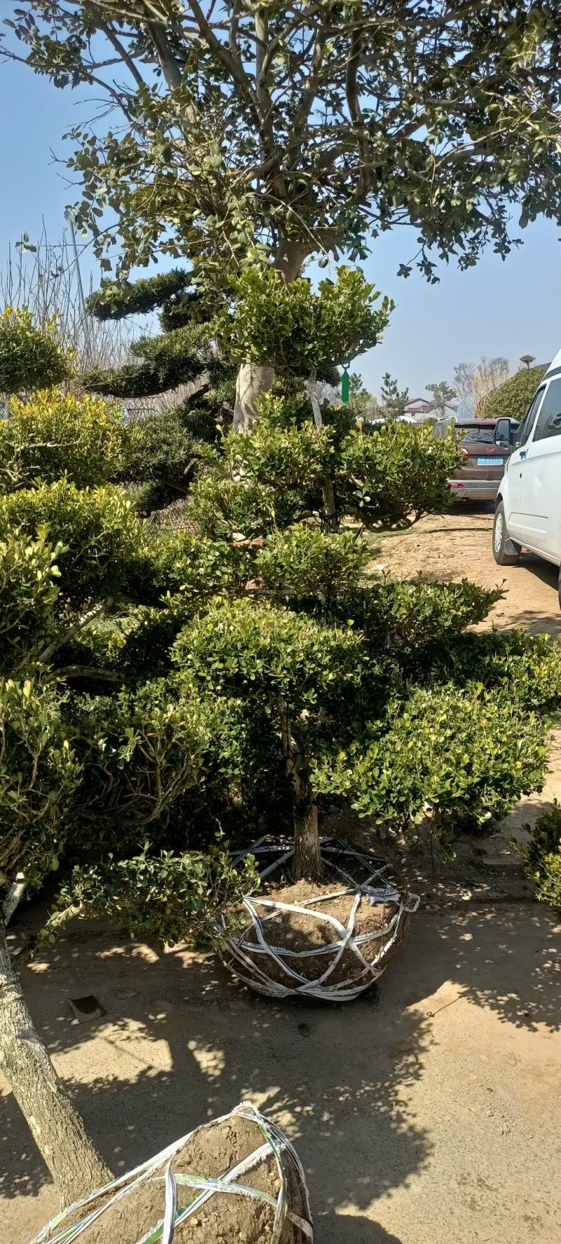 地景黄杨老桩瓜子黄杨造型树南北地区别墅庭院花园造景四季常