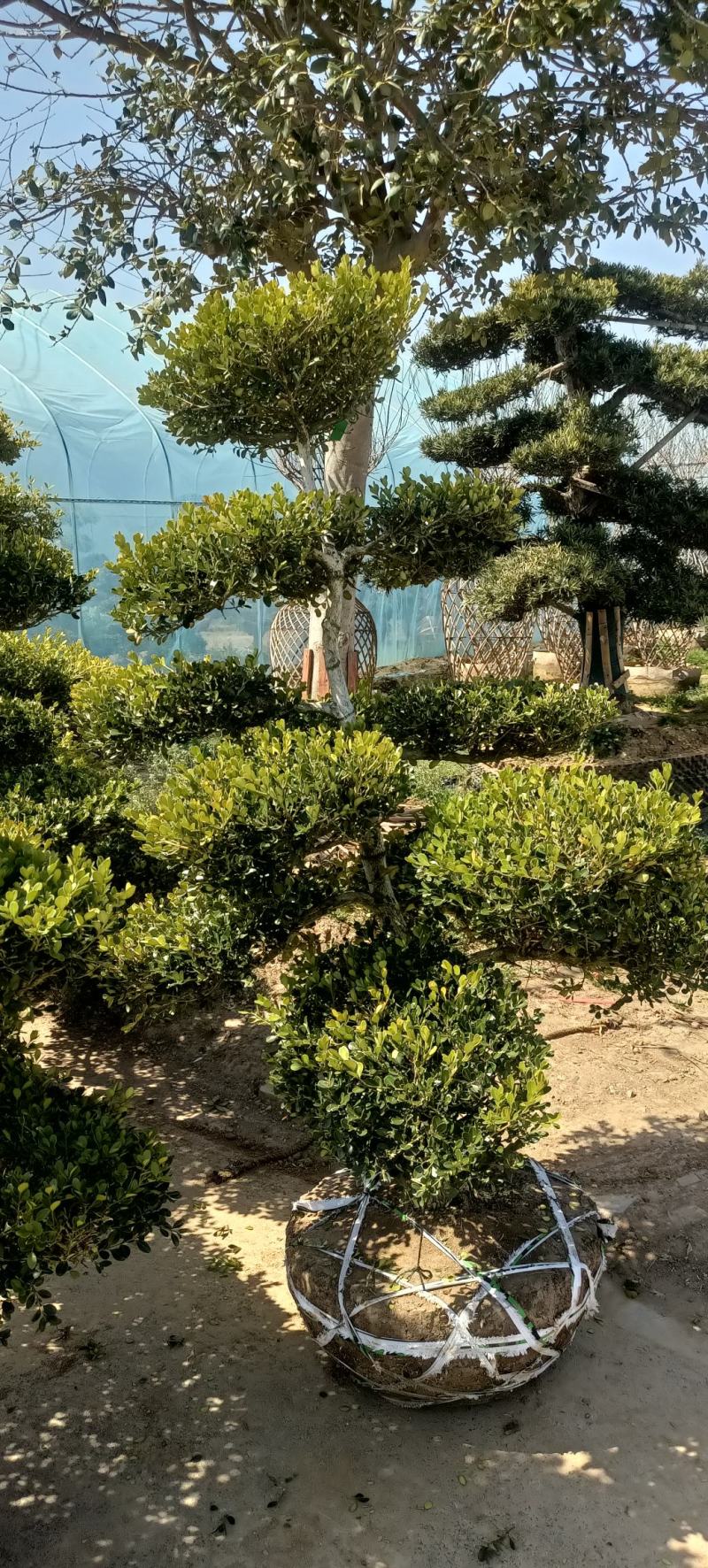 地景黄杨老桩瓜子黄杨造型树南北地区别墅庭院花园造景四季常