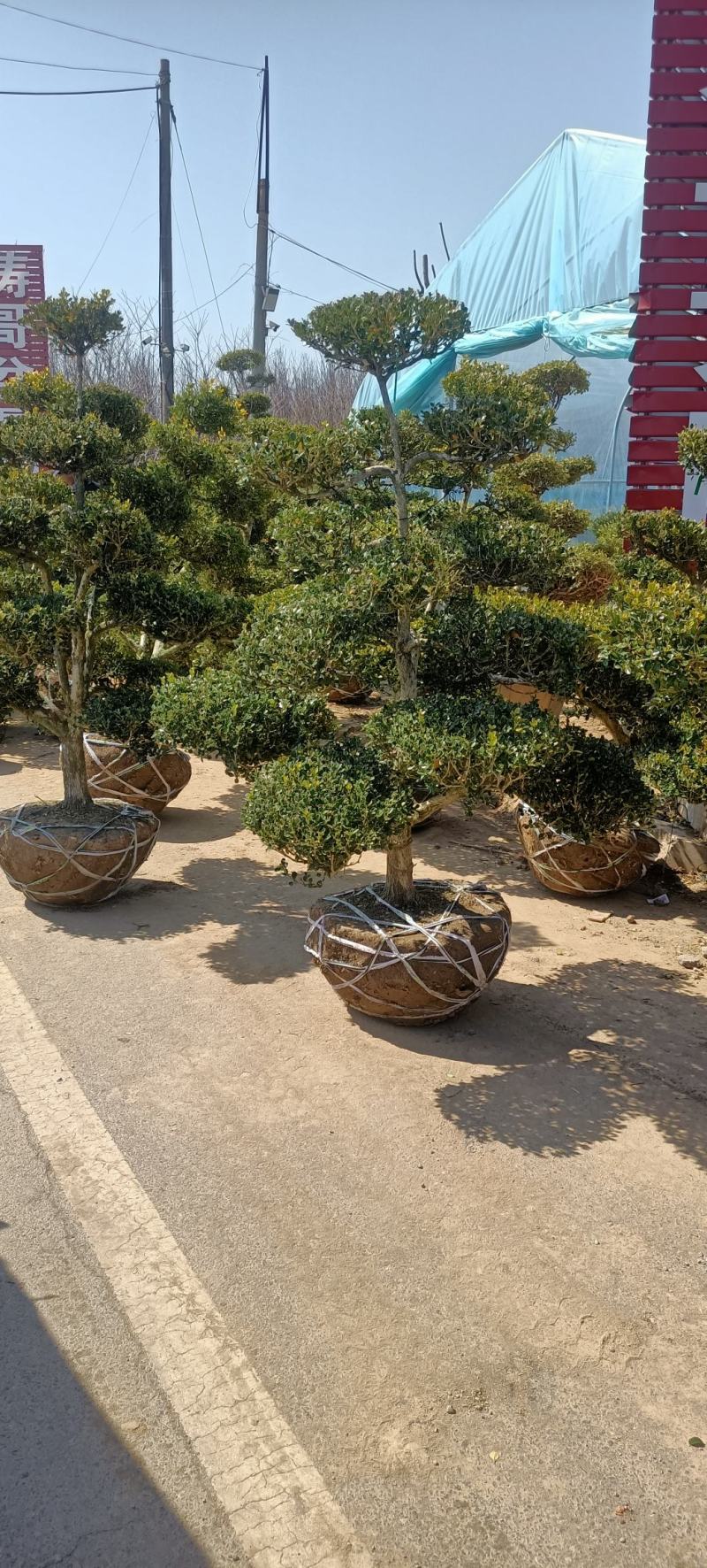 地景黄杨老桩瓜子黄杨造型树南北地区别墅庭院花园造景四季常