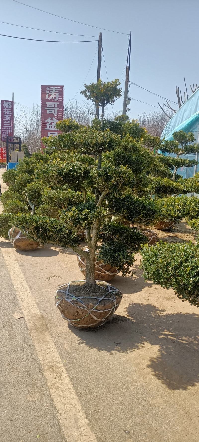 地景黄杨老桩瓜子黄杨造型树南北地区别墅庭院花园造景四季常