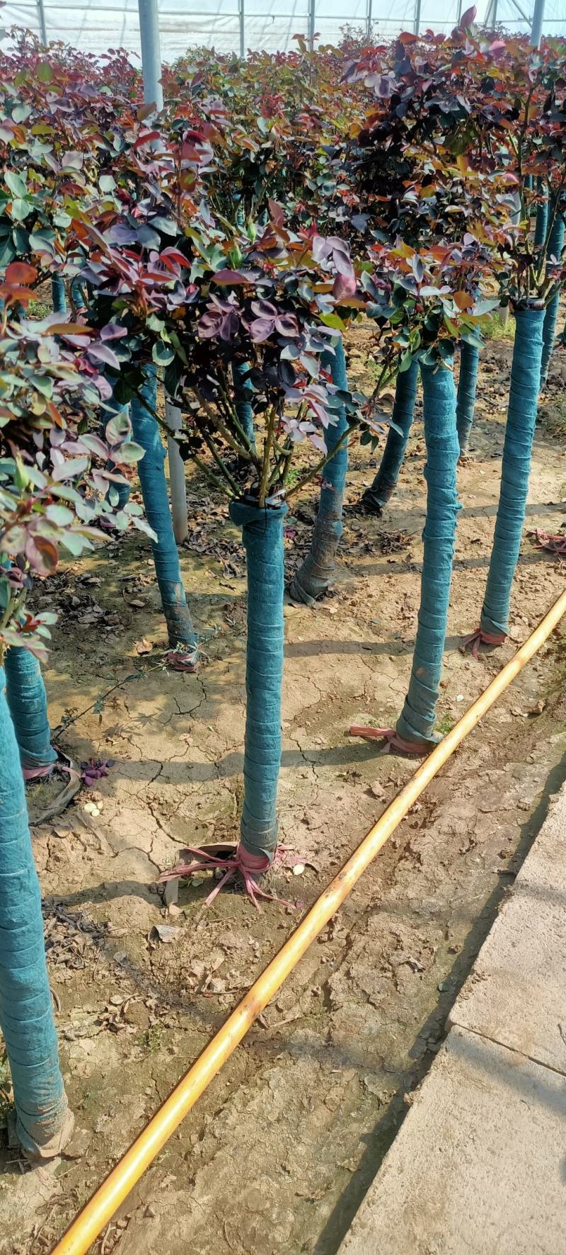 高档树桩月季棒棒糖玫瑰树状月季大花浓香四季开花别墅庭院花