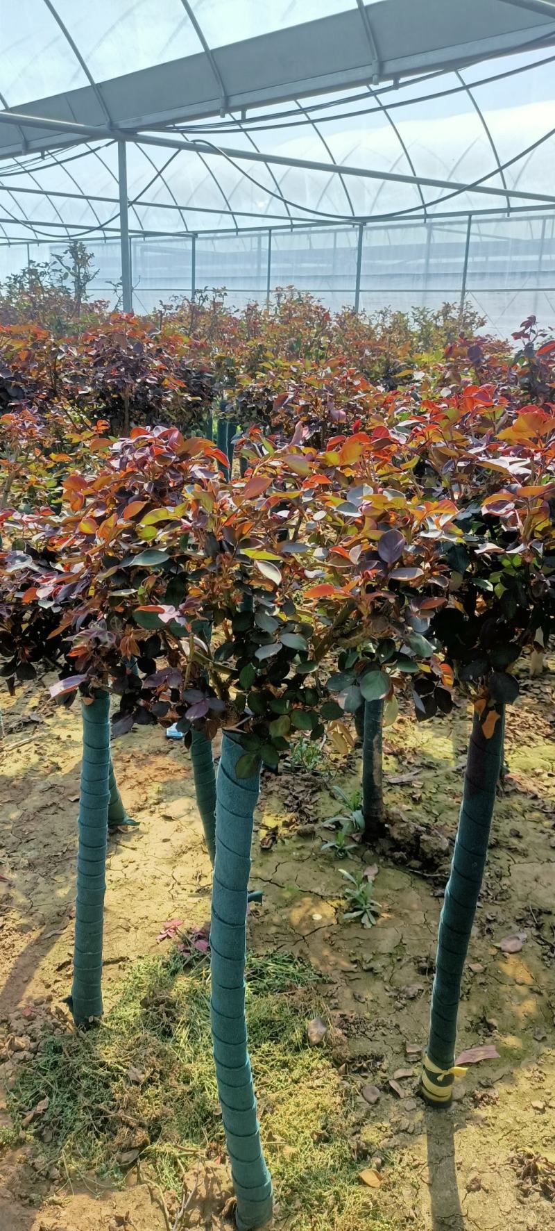 特大花树桩月季庭院别墅花卉耐寒好养四季开花棒棒糖树形砧木