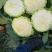 甘蓝莲花白茴子白